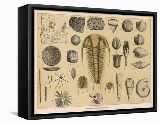 Life-Forms of the Paleozoic Epoch-Ferdinand Von Hochstetter-Framed Stretched Canvas