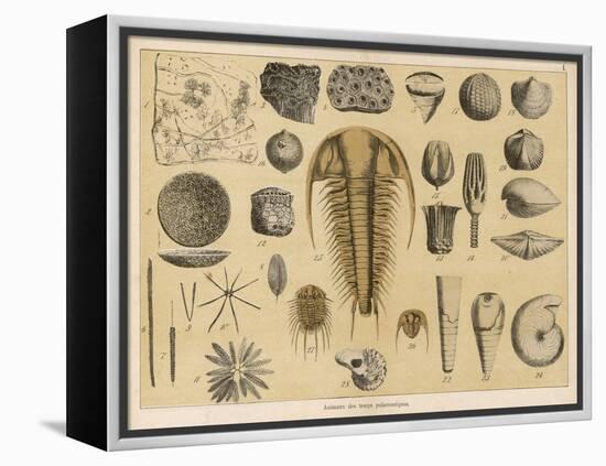 Life-Forms of the Paleozoic Epoch-Ferdinand Von Hochstetter-Framed Stretched Canvas