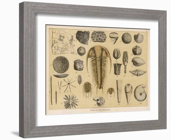 Life-Forms of the Paleozoic Epoch-Ferdinand Von Hochstetter-Framed Art Print