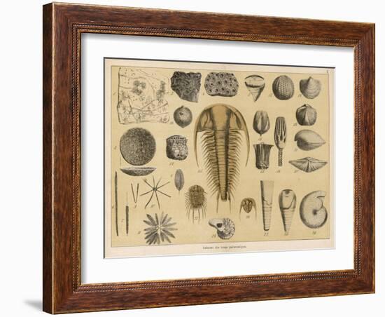 Life-Forms of the Paleozoic Epoch-Ferdinand Von Hochstetter-Framed Art Print