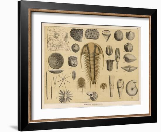 Life-Forms of the Paleozoic Epoch-Ferdinand Von Hochstetter-Framed Art Print