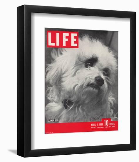 LIFE Glamour Dog Pooch 1944-null-Framed Premium Giclee Print