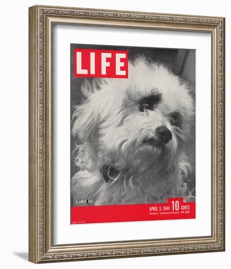 LIFE Glamour Dog Pooch 1944-null-Framed Art Print