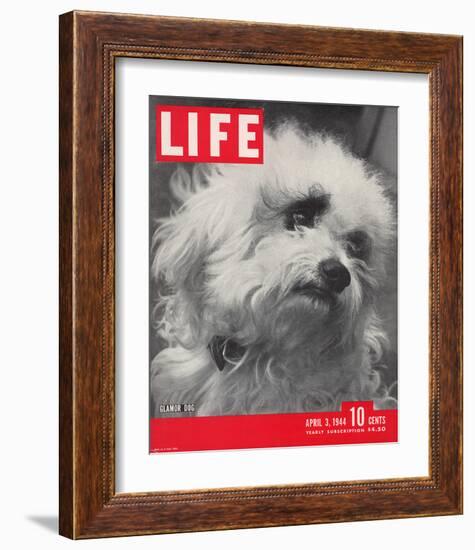 LIFE Glamour Dog Pooch 1944-null-Framed Art Print