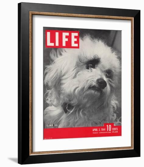 LIFE Glamour Dog Pooch 1944-null-Framed Art Print