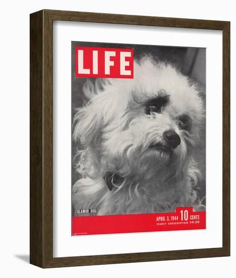 LIFE Glamour Dog Pooch 1944-null-Framed Art Print