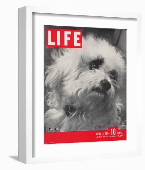 LIFE Glamour Dog Pooch 1944-null-Framed Art Print