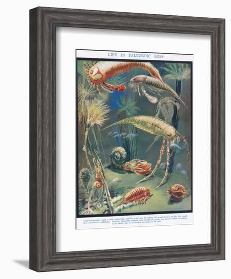 Life in Paleozoic Seas, Illustration from 'The Science of Life'-Leonard Robert Brightwell-Framed Giclee Print