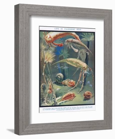 Life in Paleozoic Seas, Illustration from 'The Science of Life'-Leonard Robert Brightwell-Framed Giclee Print