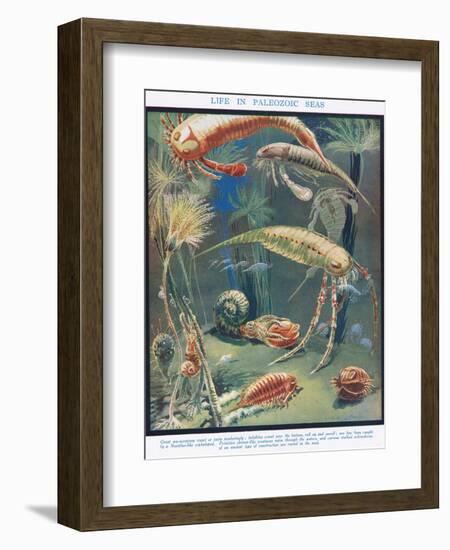 Life in Paleozoic Seas, Illustration from 'The Science of Life'-Leonard Robert Brightwell-Framed Giclee Print
