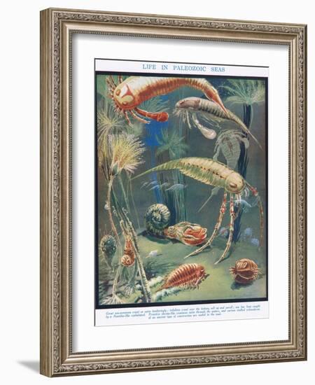 Life in Paleozoic Seas, Illustration from 'The Science of Life'-Leonard Robert Brightwell-Framed Giclee Print