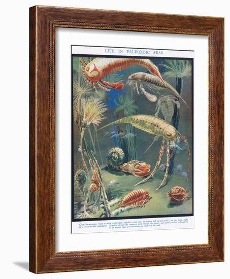 Life in Paleozoic Seas, Illustration from 'The Science of Life'-Leonard Robert Brightwell-Framed Giclee Print