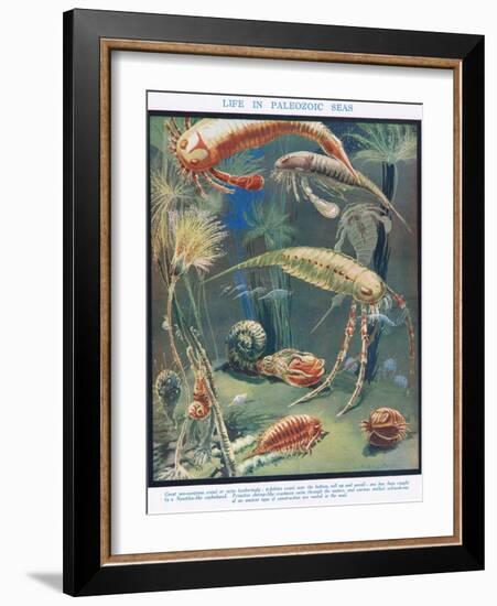 Life in Paleozoic Seas, Illustration from 'The Science of Life'-Leonard Robert Brightwell-Framed Giclee Print