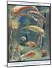 Life in Paleozoic Seas, Illustration from 'The Science of Life'-Leonard Robert Brightwell-Mounted Giclee Print