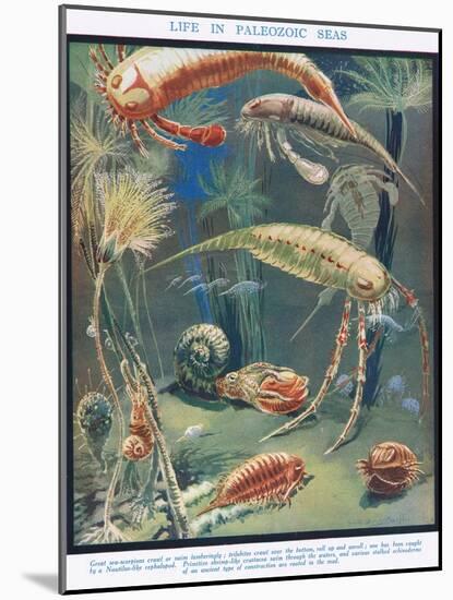 Life in Paleozoic Seas, Illustration from 'The Science of Life'-Leonard Robert Brightwell-Mounted Giclee Print