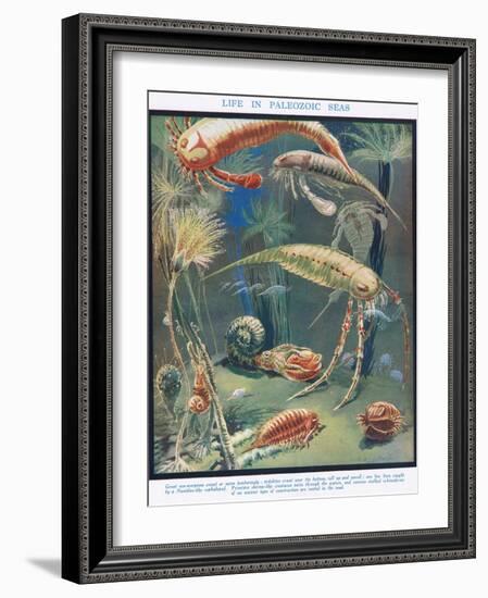 Life in Paleozoic Seas, Illustration from 'The Science of Life'-Leonard Robert Brightwell-Framed Giclee Print