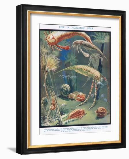 Life in Paleozoic Seas, Illustration from 'The Science of Life'-Leonard Robert Brightwell-Framed Giclee Print