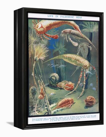 Life in Paleozoic Seas, Illustration from 'The Science of Life'-Leonard Robert Brightwell-Framed Premier Image Canvas