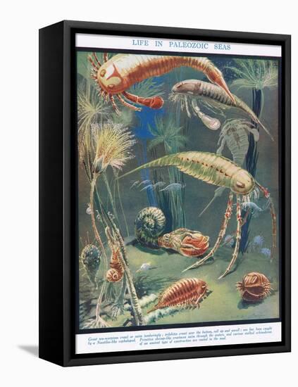 Life in Paleozoic Seas, Illustration from 'The Science of Life'-Leonard Robert Brightwell-Framed Premier Image Canvas