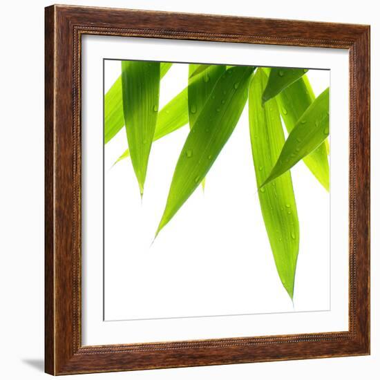 Life Is Green-Philippe Sainte-Laudy-Framed Photographic Print