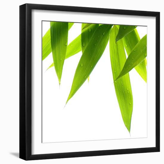 Life Is Green-Philippe Sainte-Laudy-Framed Photographic Print