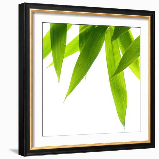 Life Is Green-Philippe Sainte-Laudy-Framed Photographic Print