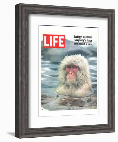 LIFE Japan Snow Monkey-Ecology-null-Framed Art Print