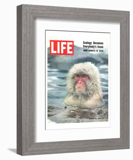 LIFE Japan Snow Monkey-Ecology-null-Framed Art Print