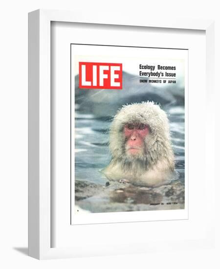 LIFE Japan Snow Monkey-Ecology-null-Framed Art Print