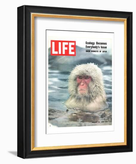 LIFE Japan Snow Monkey-Ecology-null-Framed Art Print