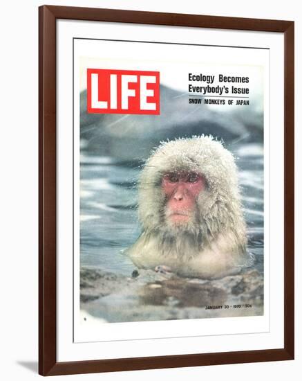 LIFE Japan Snow Monkey-Ecology-null-Framed Art Print