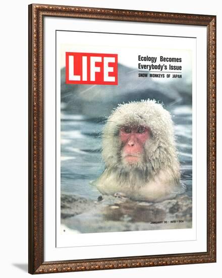 LIFE Japan Snow Monkey-Ecology-null-Framed Art Print