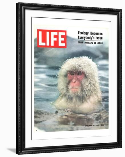 LIFE Japan Snow Monkey-Ecology-null-Framed Art Print