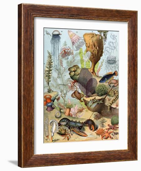 Life on the Sea Floor, Including Crustaceans and Molluscs-null-Framed Giclee Print