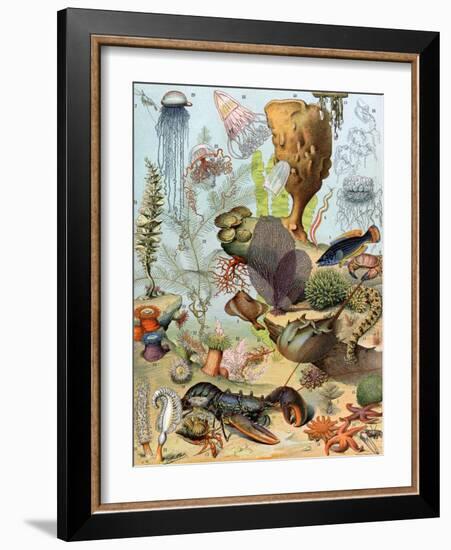 Life on the Sea Floor, Including Crustaceans and Molluscs-null-Framed Giclee Print