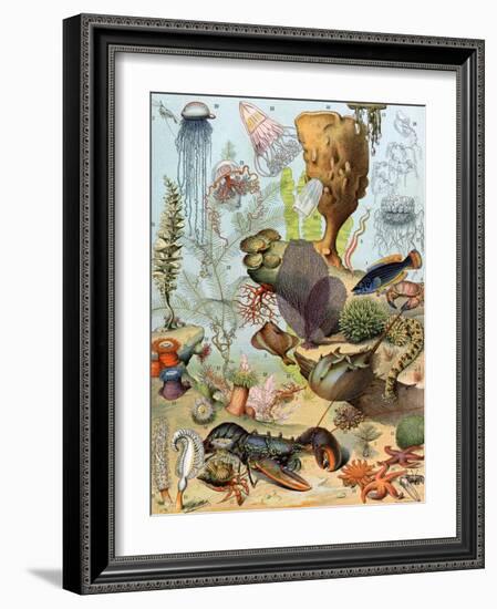 Life on the Sea Floor, Including Crustaceans and Molluscs-null-Framed Giclee Print