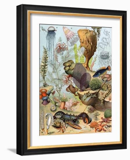 Life on the Sea Floor, Including Crustaceans and Molluscs-null-Framed Giclee Print