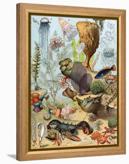 Life on the Sea Floor, Including Crustaceans and Molluscs-null-Framed Premier Image Canvas