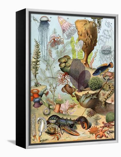 Life on the Sea Floor, Including Crustaceans and Molluscs-null-Framed Premier Image Canvas