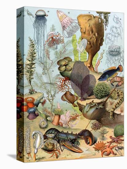 Stretched Canvas Print, , large