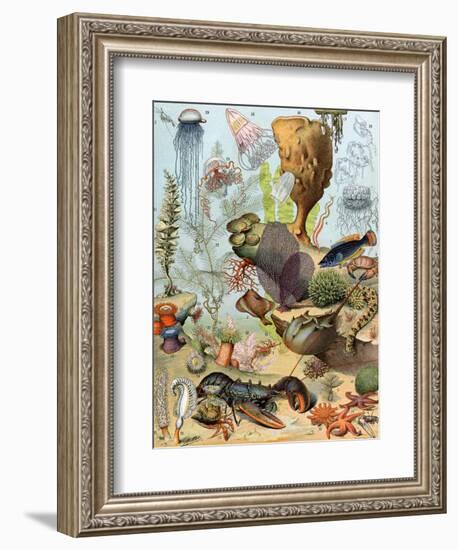 Life on the Sea Floor, Including Crustaceans and Molluscs-null-Framed Giclee Print