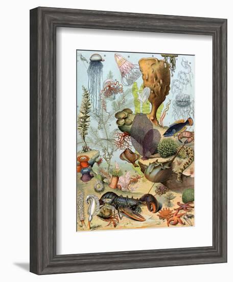 Life on the Sea Floor, Including Crustaceans and Molluscs-null-Framed Giclee Print