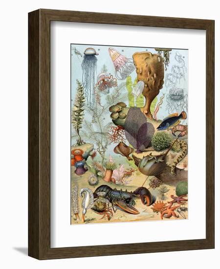 Life on the Sea Floor, Including Crustaceans and Molluscs-null-Framed Giclee Print