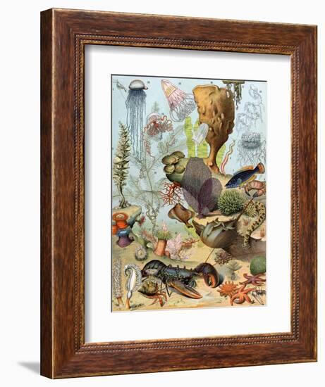 Life on the Sea Floor, Including Crustaceans and Molluscs-null-Framed Giclee Print