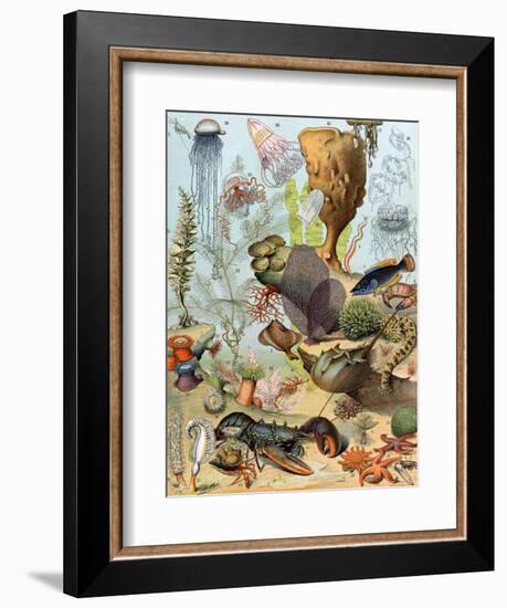 Life on the Sea Floor, Including Crustaceans and Molluscs-null-Framed Giclee Print
