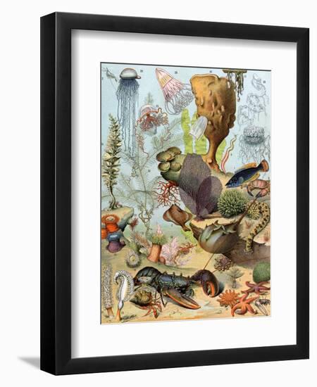 Life on the Sea Floor, Including Crustaceans and Molluscs-null-Framed Giclee Print