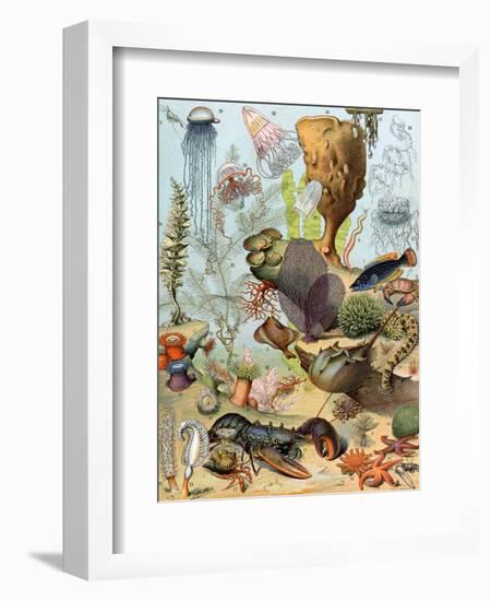 Life on the Sea Floor, Including Crustaceans and Molluscs-null-Framed Giclee Print