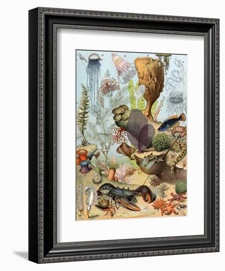 Life on the Sea Floor, Including Crustaceans and Molluscs-null-Framed Giclee Print