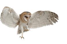 Barn Owl, Tyto Alba, 4 Months Old, Flying against White Background-Life on White-Photographic Print