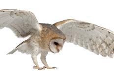 Barn Owl, Tyto Alba, 4 Months Old, Flying against White Background-Life on White-Photographic Print